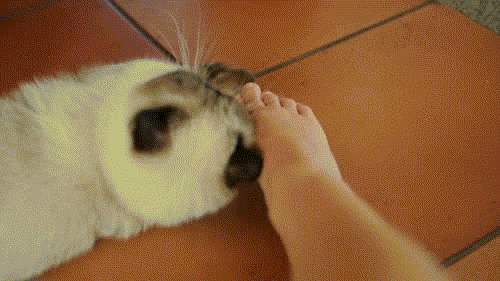 Chat_qui_attaque_un_pied.gif