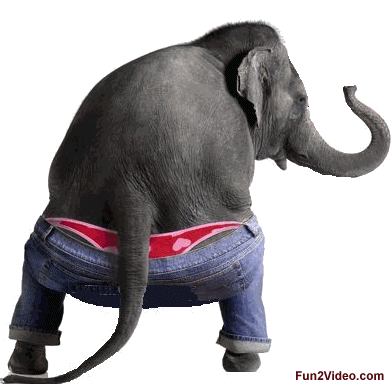 animatedelephantfunnydance1.gif