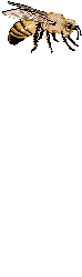 animauxabeille00079.gif