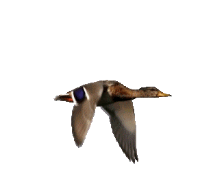 canardVol.gif