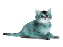chaton_bleu.gif