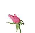 fleursfleursroses00015.gif