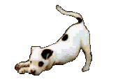jackrusselgifsanimes16026.gif