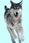 loup15.gif