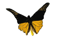 papillonjaunered_n.gif