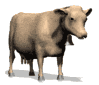 vache041.gif